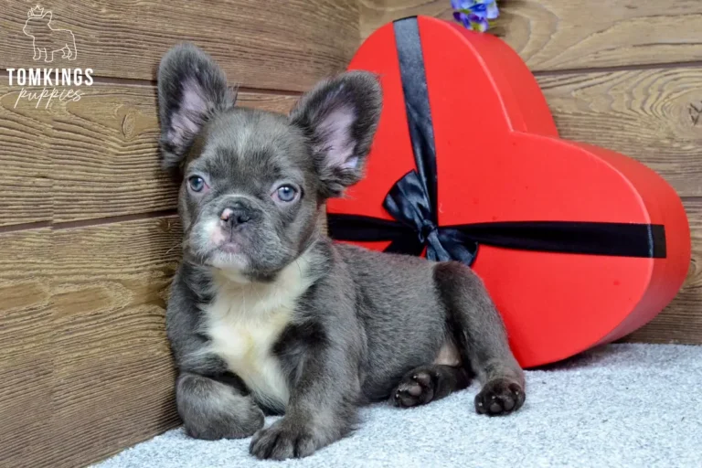 Saffy, a blue fluffy French Bulldog girl, lying beside a red heart-shaped gift box in an indoor portrait.