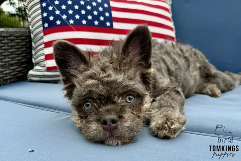Shirley, a lilac floodle French Bulldog, lying on a blue outdoor cushion in front of an American flag pillow.