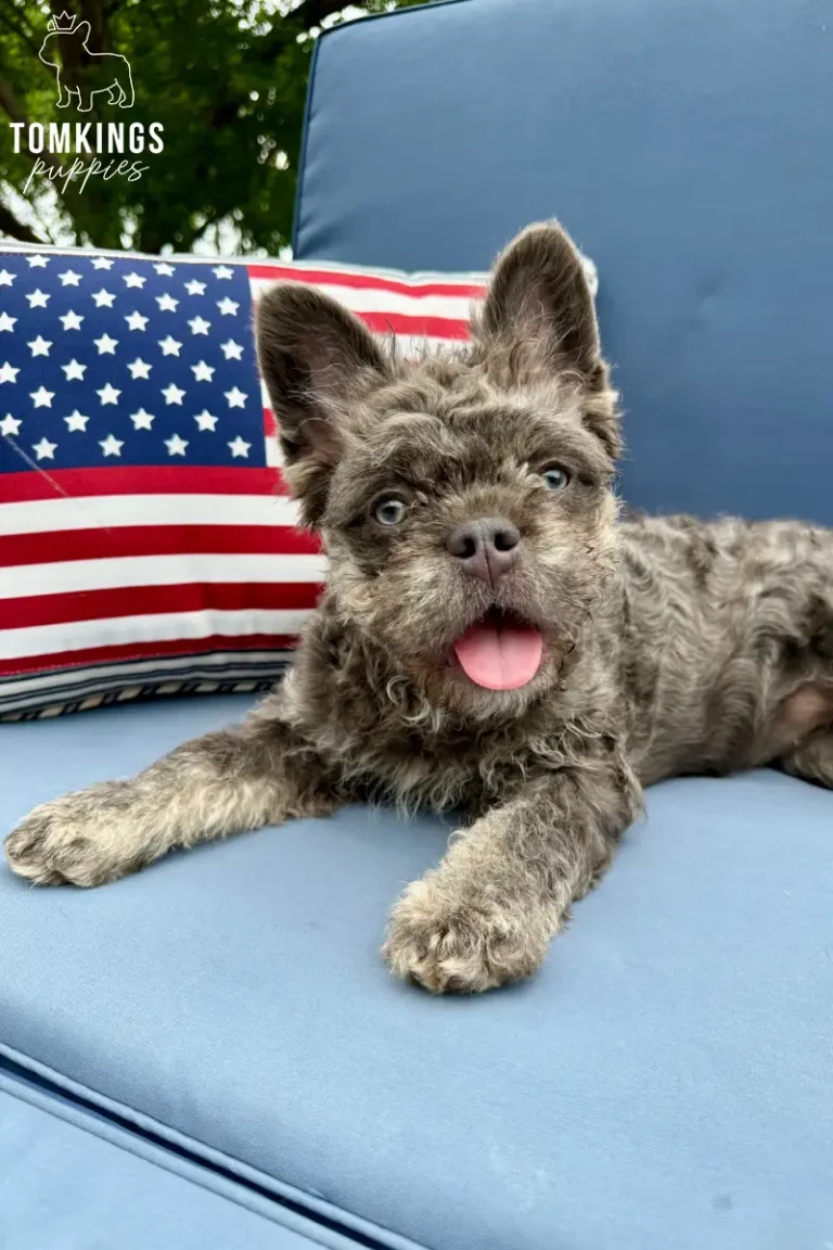 Shirley, a lilac floodle French Bulldog, lying on a blue cushion beside an American flag pillow with her tongue out.