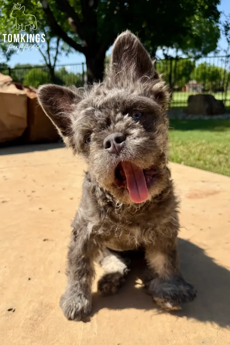 Shirley, a lilac floodle French Bulldog, sitting outdoors in the sun with her tongue out.