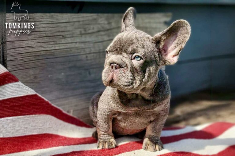 Alani, a lilac big rope French Bulldog girl, standing on an American flag blanket and looking upward in the sun.