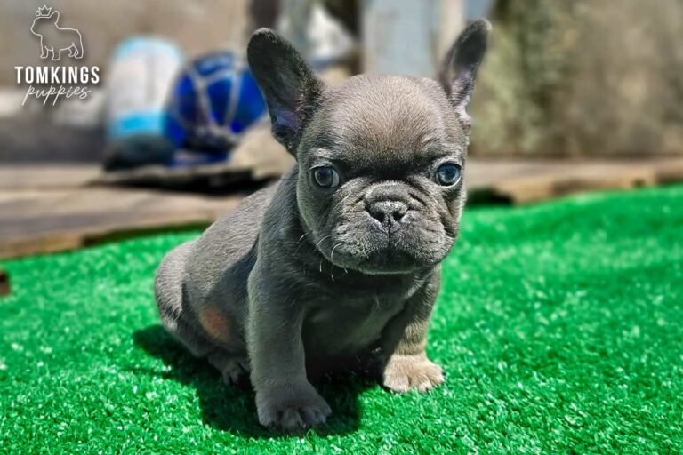 Benelli, a blue trindle French Bulldog girl, sitting on green turf outdoors in the sunshine.