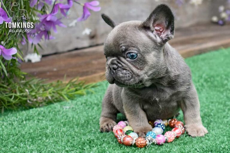 Benelli, a blue trindle French Bulldog girl, sitting on green turf beside a colorful beaded necklace and purple flowers.