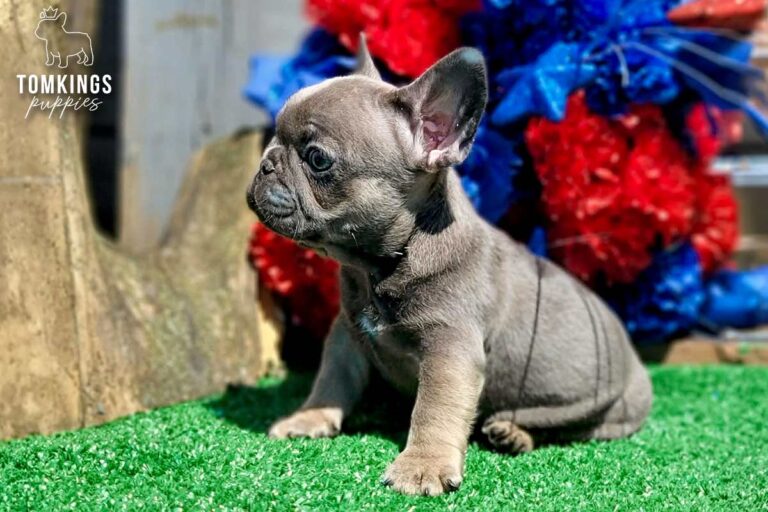 Benelli, a blue trindle French Bulldog girl, sitting in profile on green turf beside patriotic red and blue flowers.
