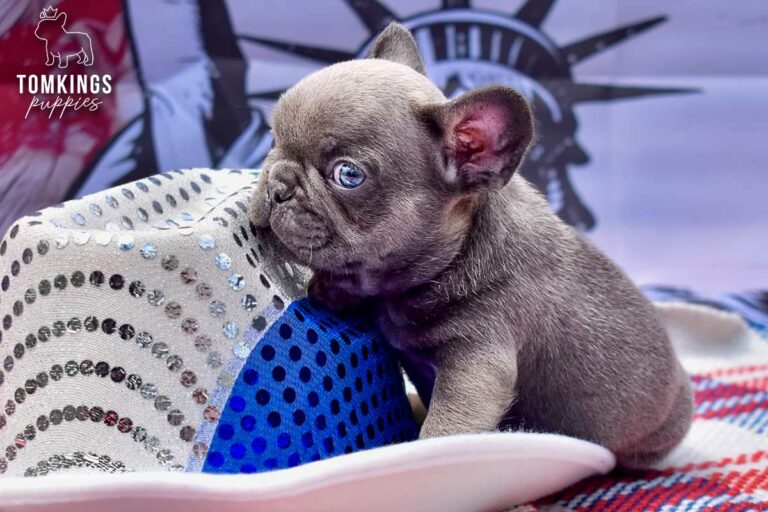 Benelli, a blue trindle French Bulldog puppy, sitting indoors in side profile next to a sequined hat with a patriotic backdrop behind her.