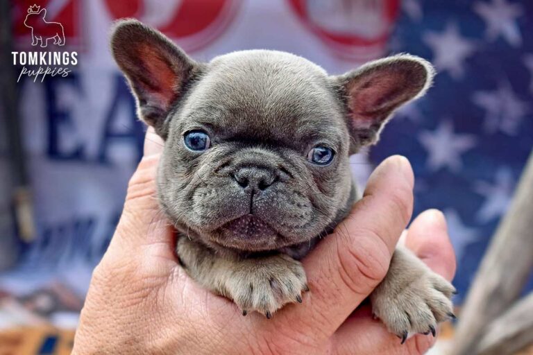 Benelli, a blue trindle French Bulldog girl, being held in a person's hand in a close-up portrait with a patriotic background.