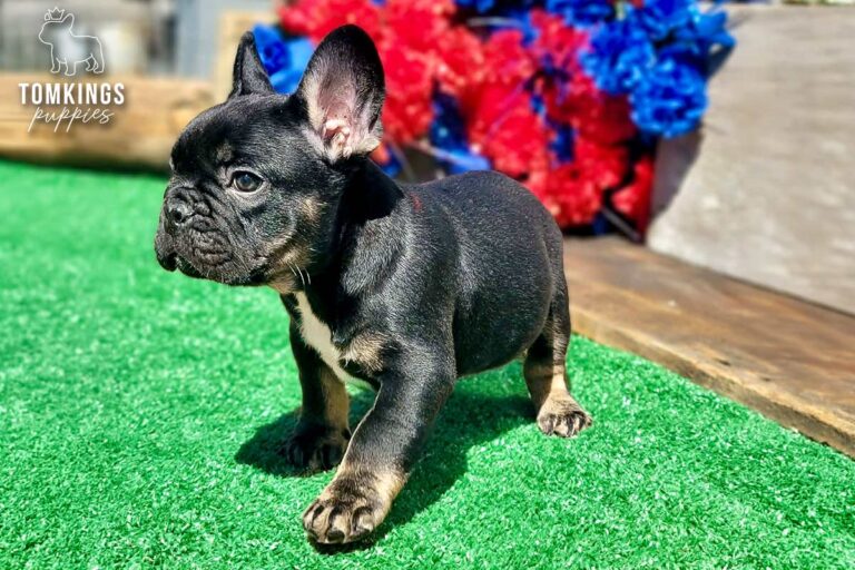 Colt, a black and tan French Bulldog boy, standing on green turf outdoors beside red and blue flowers.