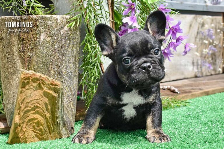 Colt, a black and tan French Bulldog boy, standing on green turf near a wooden post and purple flowers outdoors.