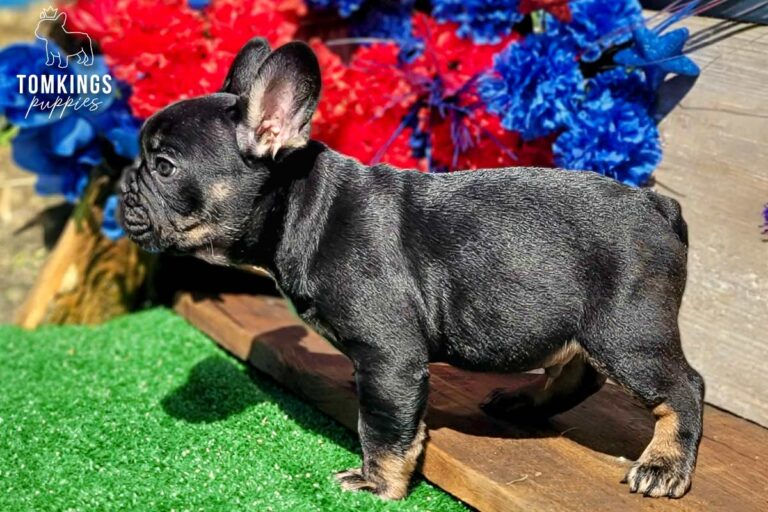 Colt, a black and tan French Bulldog boy, standing in side profile on green turf with patriotic flowers behind him.