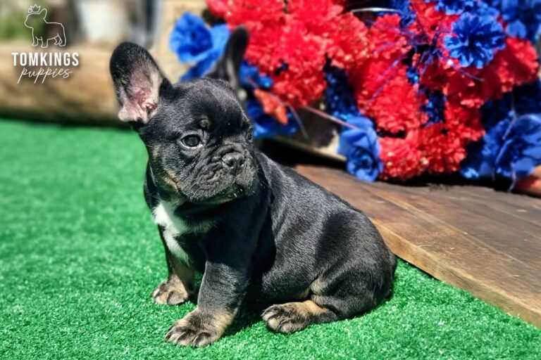Colt, a black and tan French Bulldog boy, sitting on green turf outdoors beside patriotic red and blue flowers.