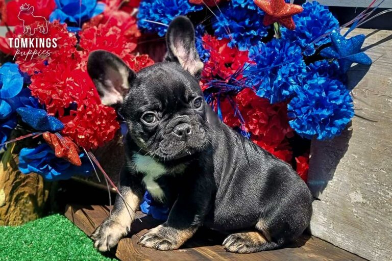 Colt, a black and tan French Bulldog boy, sitting beside red and blue flowers on green turf outdoors.