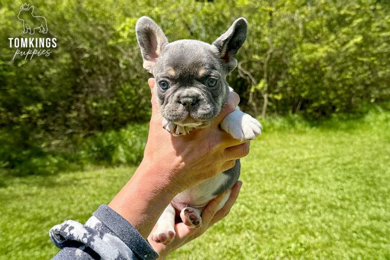 Cosmo, a lilac pied French Bulldog boy, being held in a person's hand outdoors with a grassy background.