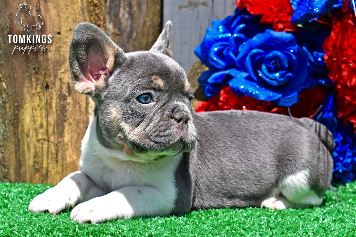 Cosmo, a lilac pied French Bulldog boy, lying on green turf outdoors beside blue roses and patriotic decorations.