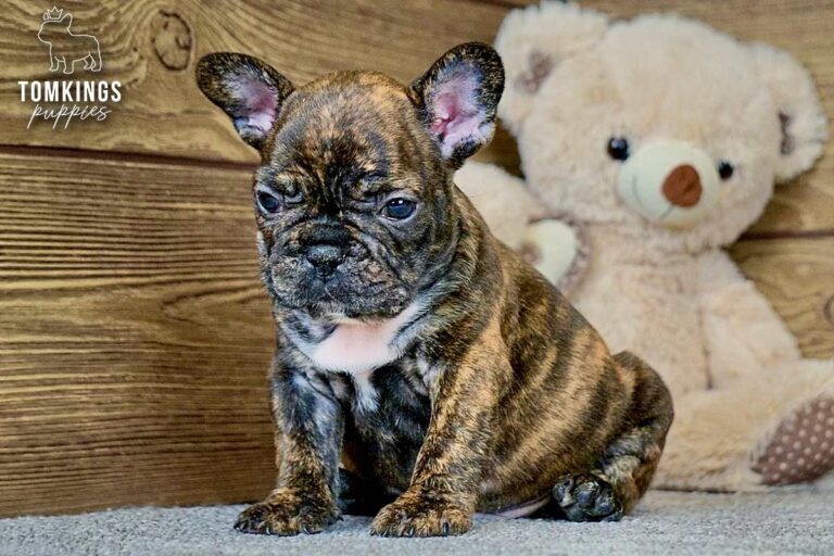 Dorian, a brindle French Bulldog boy, standing in profile indoors on a soft rug.