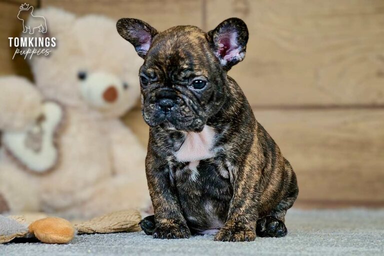Dorian, a brindle French Bulldog boy, sitting indoors with a teddy bear in the background.