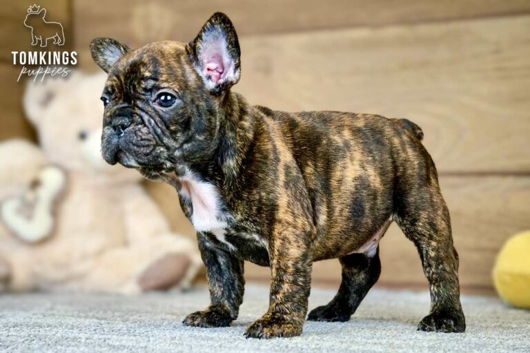 Dorian, a brindle French Bulldog boy, sitting front-facing indoors near a toy.