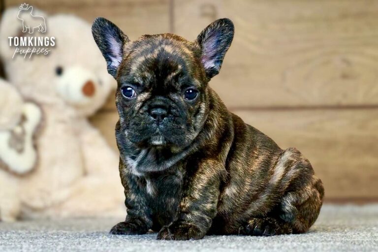 Eowyn, a brindle French Bulldog girl, standing indoors on a soft rug with a teddy bear behind her.