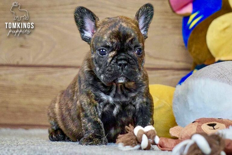 Eowyn, a brindle French Bulldog girl, sitting indoors in front of a teddy bear.