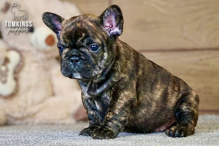 Eowyn, a brindle French Bulldog girl, standing indoors beside colorful toys.