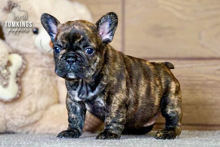 Eowyn, a brindle French Bulldog girl, sitting indoors beside soft toys on a rug.