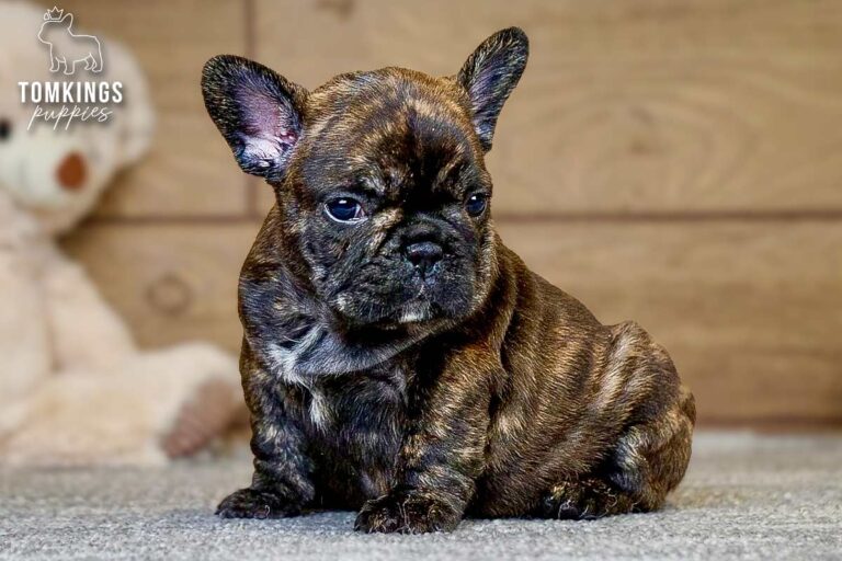 Eowyn, a brindle French Bulldog girl, sitting indoors and looking slightly to the side.