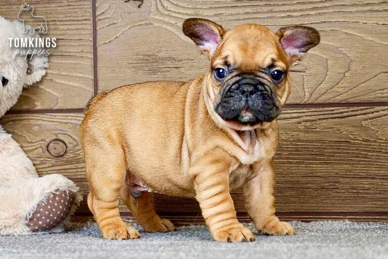 Oberon, a red French Bulldog boy, standing indoors on a soft rug with a wood backdrop.