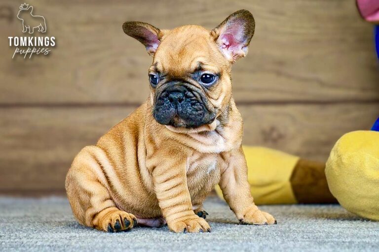Oberon, a red French Bulldog boy, standing indoors and facing the camera.