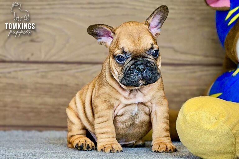 Oberon, a red French Bulldog boy, sitting indoors beside colorful plush toys.