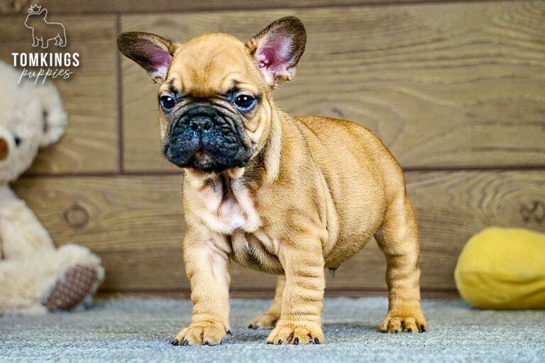 Oberon, a red French Bulldog boy, sitting indoors and looking off to the side.
