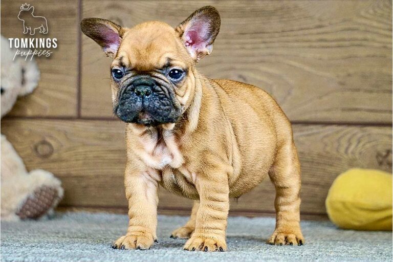 Oberon, a red French Bulldog boy, standing indoors near a teddy bear and soft pillow.