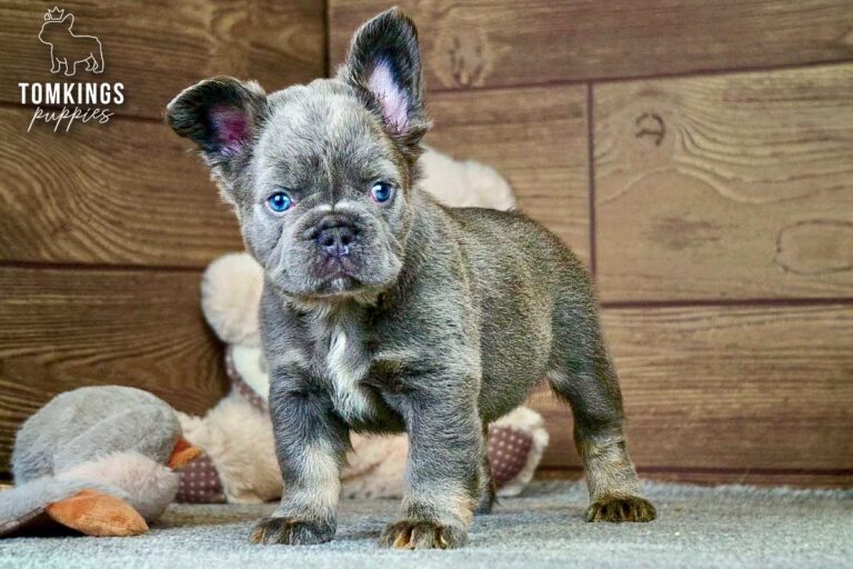 Odette, a blue and tan fluffy French Bulldog girl, standing on carpet in front of a wooden wall with a teddy bear behind her.