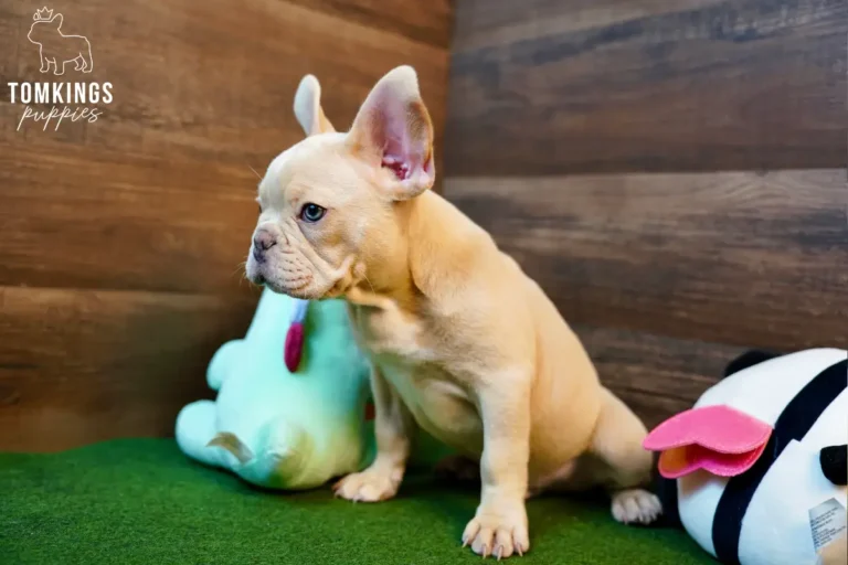 Yang, an isabella fawn French Bulldog puppy, shown in side profile sitting indoors on green turf next to a plush toy.