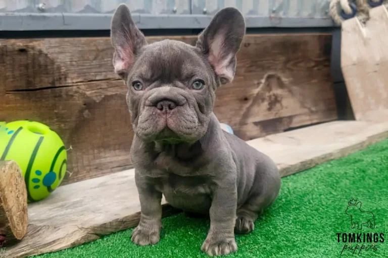 Alani, a lilac French Bulldog girl, sitting on bright green turf in a rustic outdoor setting with wooden boards behind her.