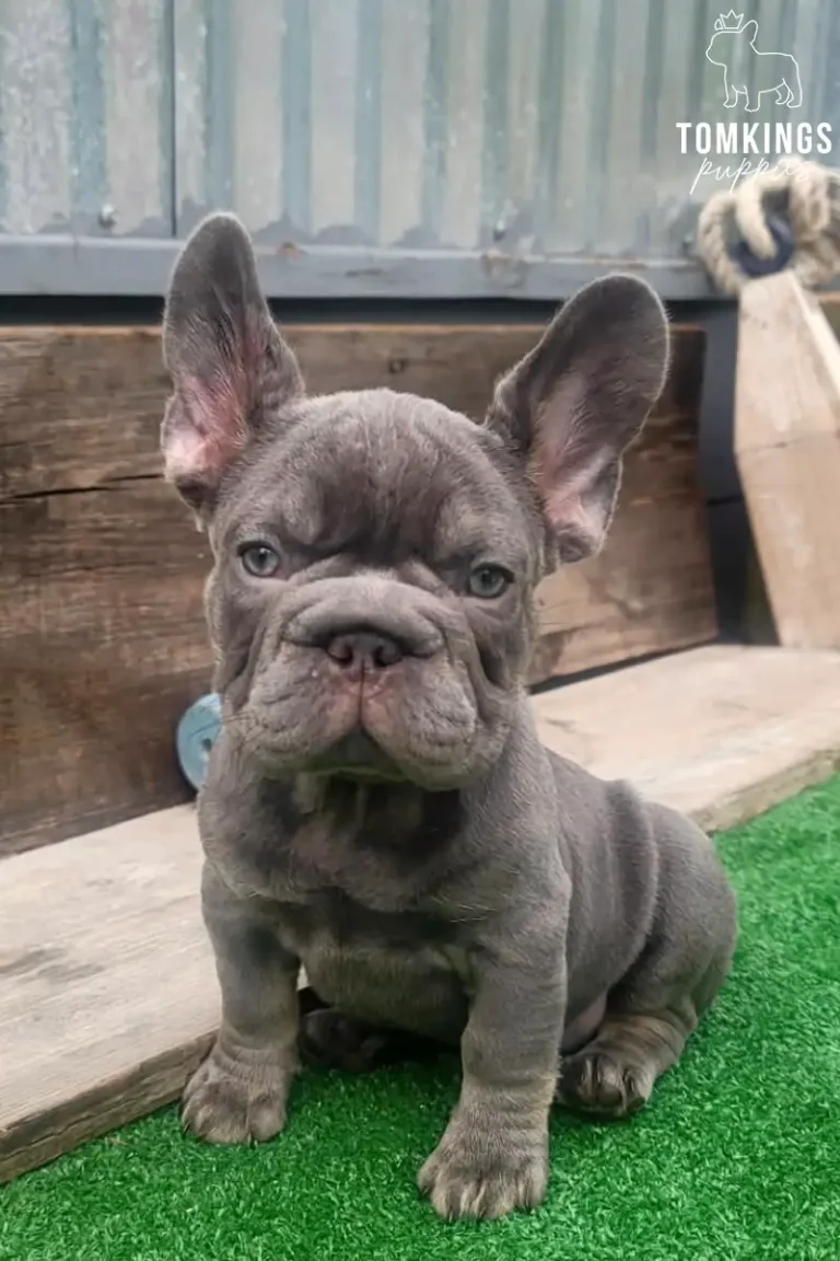 Alani, a lilac French Bulldog girl, sitting outdoors on green turf and looking directly at the camera.