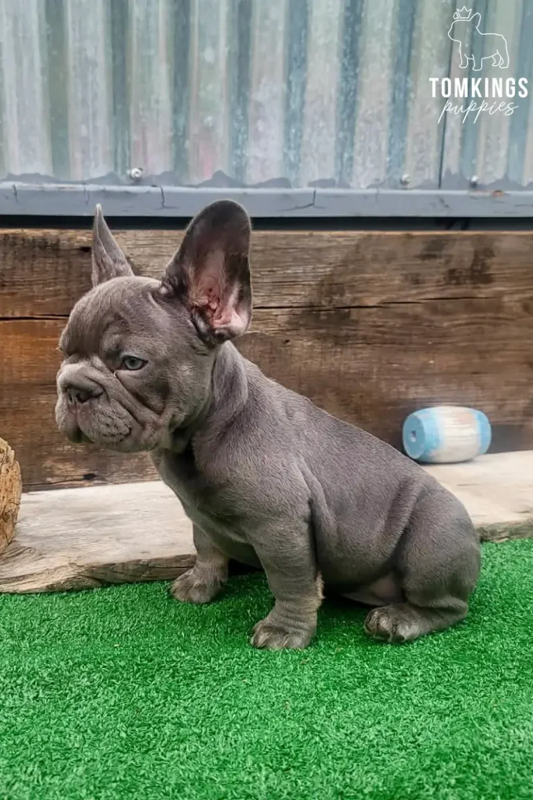 Alani, a lilac French Bulldog girl, sitting in side profile on green turf beside rustic wooden boards.