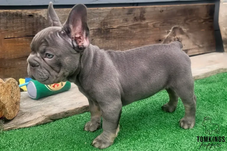 Alani, a lilac French Bulldog girl, standing in side profile on green turf in a rustic outdoor setting.