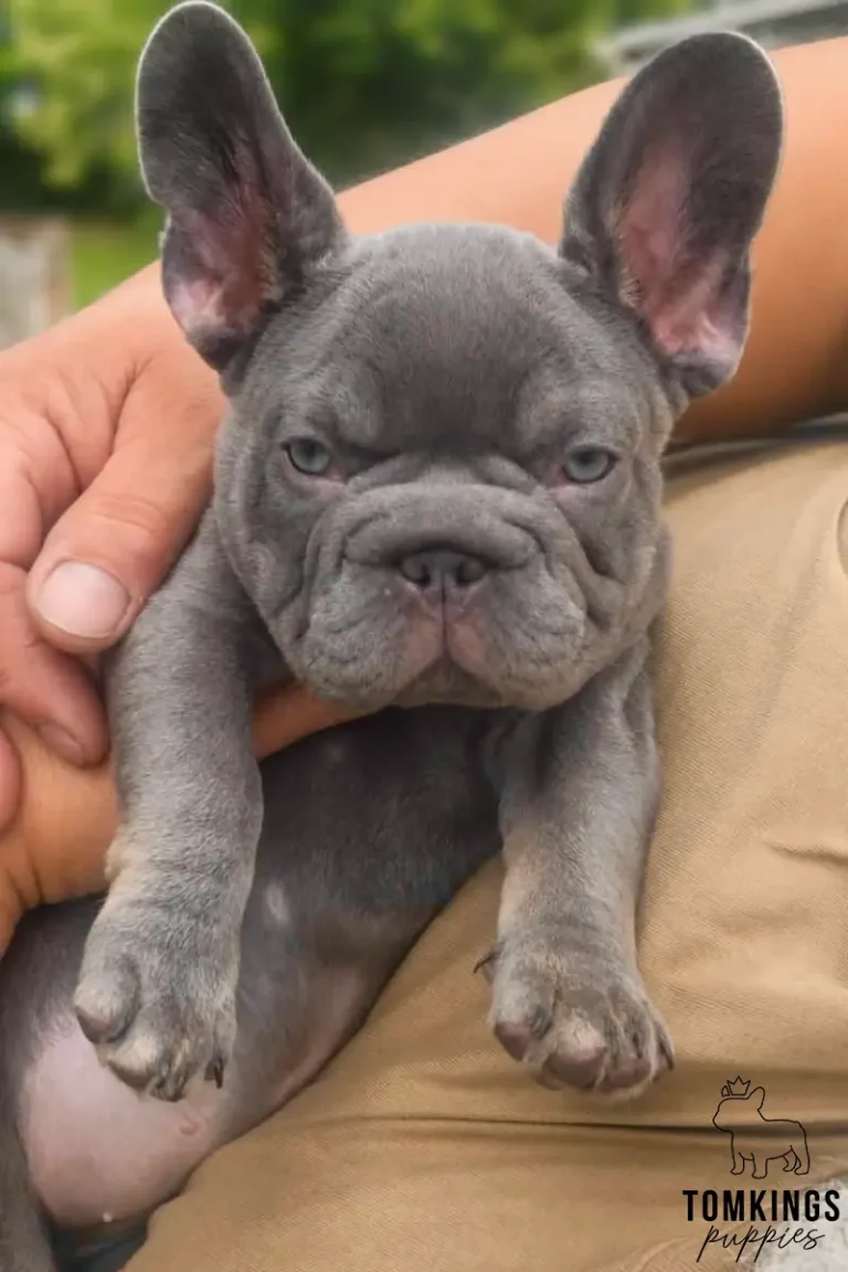 Alani, a lilac French Bulldog girl, being gently held outdoors in a close-up puppy portrait.