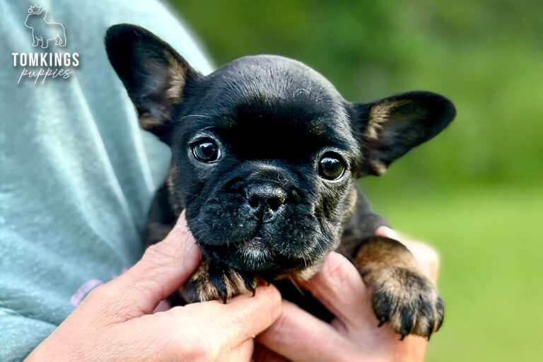 Dolly, a black and tan French Bulldog girl, held outdoors with a soft green background.