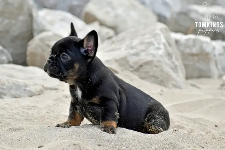 Dolly, a black and tan French Bulldog girl, sitting on pale sand with rocks in the background.