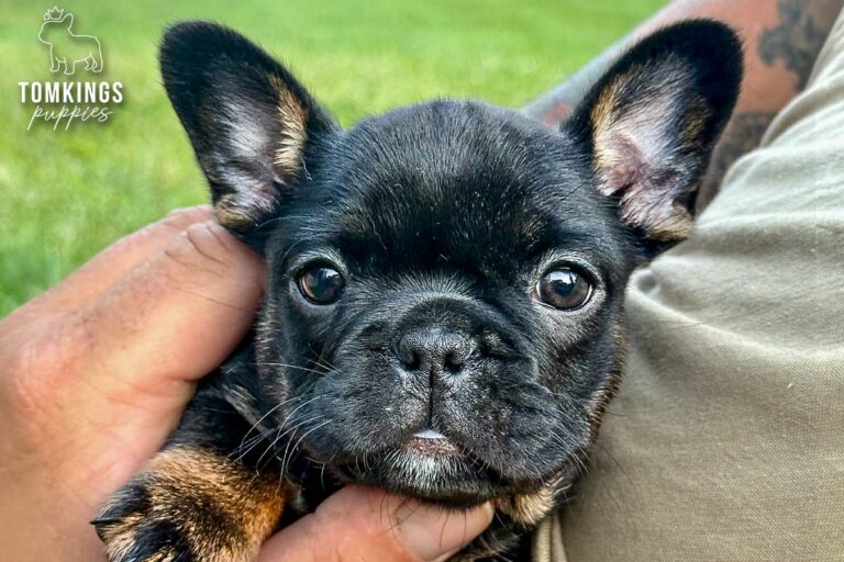 Dolly, a black and tan French Bulldog girl, held gently outdoors in a close-up puppy portrait.