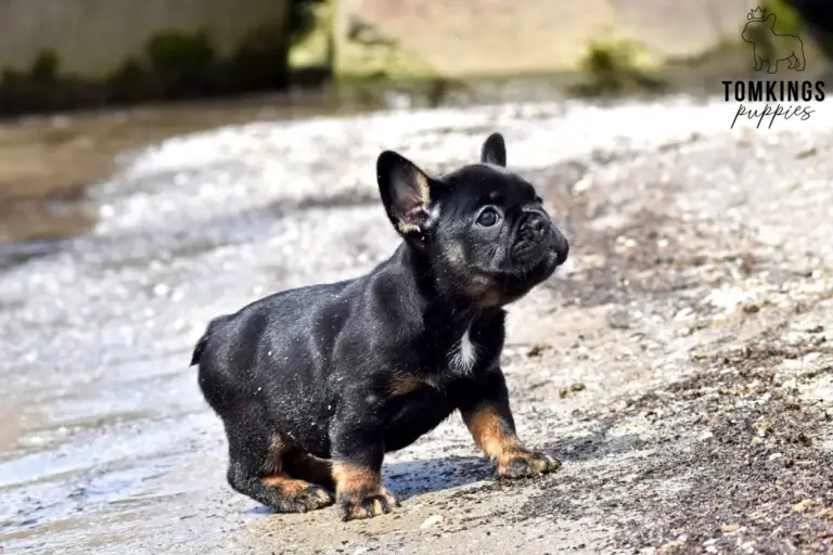 Dolly, a black and tan French Bulldog girl, standing on a sandy beach near shallow water.