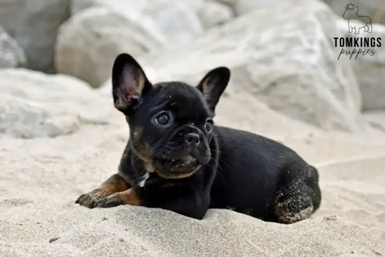 Dolly, a black and tan French Bulldog girl, lying on soft sand and looking to the side.
