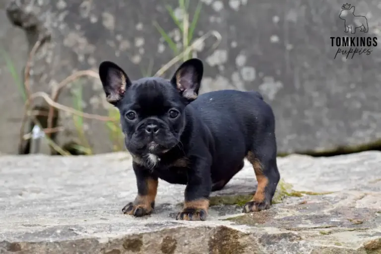 Dolly, a black and tan French Bulldog girl, standing on stone outdoors and facing the camera.