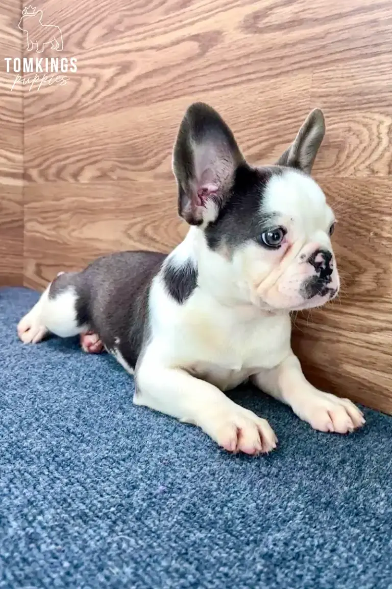 Elyra, a blue pied French Bulldog girl, lying indoors on a blue carpet beside a wooden wall.