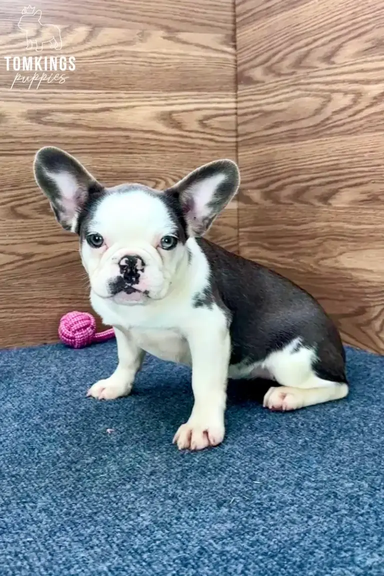 Elyra, a blue pied French Bulldog girl, sitting indoors on a blue carpet and looking at the camera.