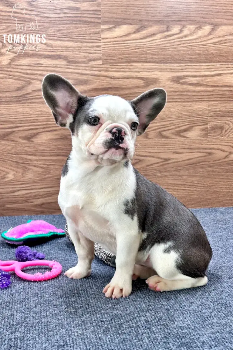 Elyra, a blue pied French Bulldog girl, sitting indoors beside colorful puppy toys.