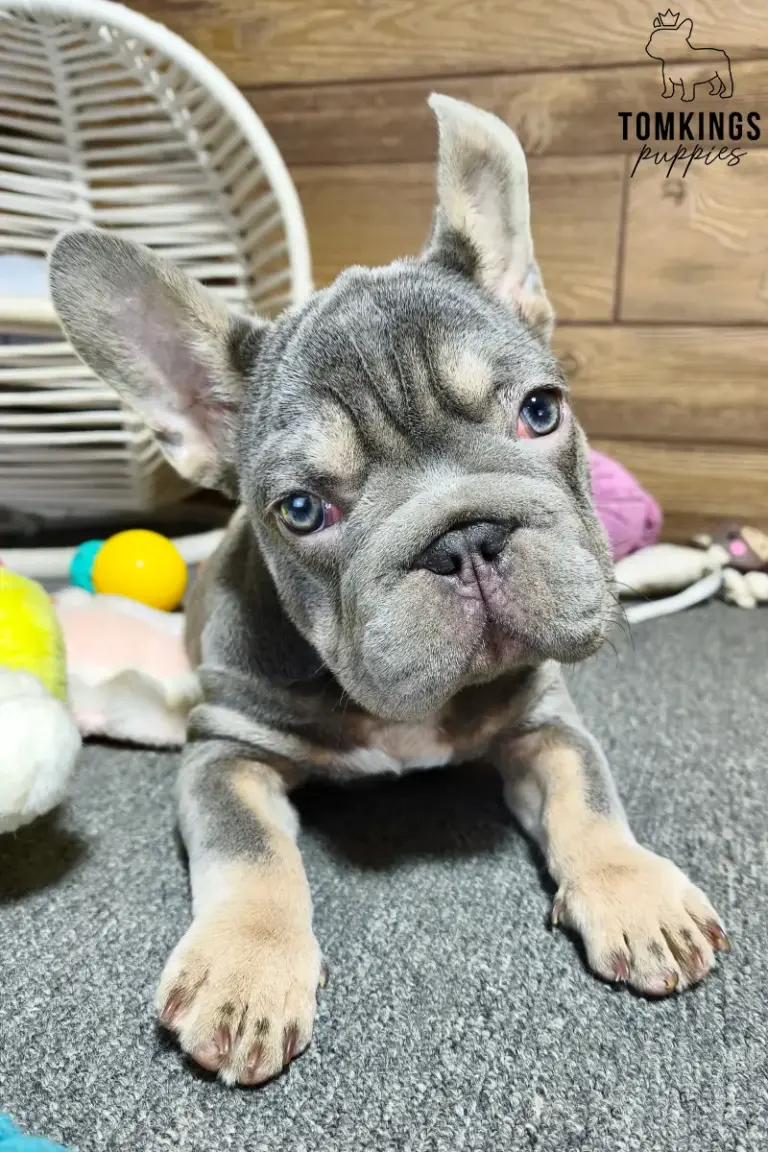 Florence, a lilac and tan French Bulldog girl, lying on a gray carpet indoors with toys around her.