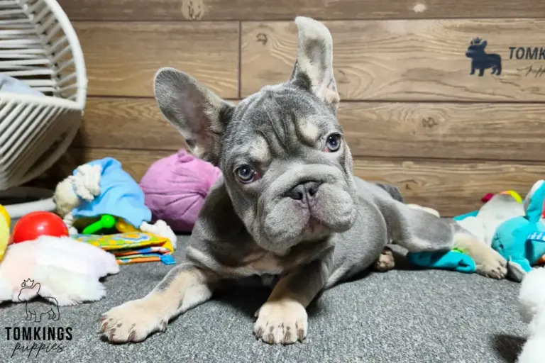 Florence, a lilac and tan French Bulldog girl, lying indoors on a gray carpet surrounded by toys.