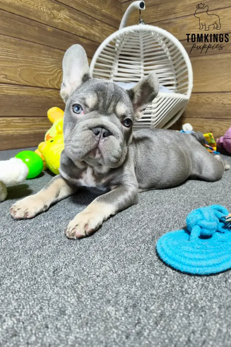 Florence, a lilac and tan French Bulldog girl, lying indoors on a gray carpet in front of a white chair.