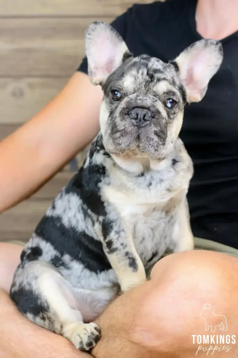 Fuller, a black merle and tan French Bulldog boy, sitting on a person's lap indoors.